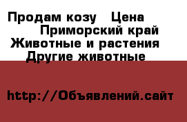 Продам козу › Цена ­ 6 000 - Приморский край Животные и растения » Другие животные   
